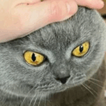 85 Hilariously Naughty Cat Moments Caught on Camera That Reveal Their Secret Wild Side