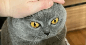 85 Hilariously Naughty Cat Moments Caught on Camera That Reveal Their Secret Wild Side