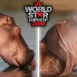 Alpha Bull Hippo’s Ruthless Move Unveils Dark Secrets Behind Savannah’s Deadliest Power Struggle