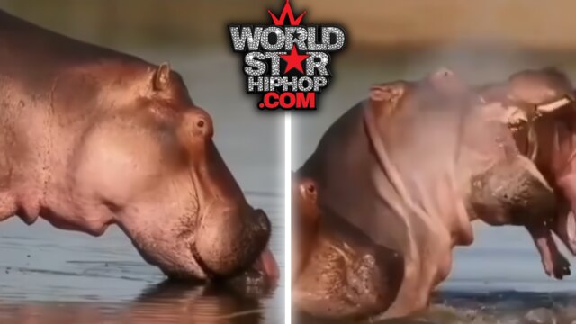 Alpha Bull Hippo’s Ruthless Move Unveils Dark Secrets Behind Savannah’s Deadliest Power Struggle