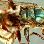 Ancient Amber Reveals Insects with Vibrant Colors That Defy 99 Million Years of Time—What Secrets Do They Hold?