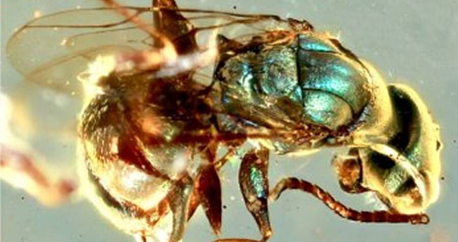 Ancient Amber Reveals Insects with Vibrant Colors That Defy 99 Million Years of Time—What Secrets Do They Hold?