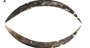 Ancient Boomerang Mystery Deepens: New Study Uncovers Even Older Origins Than Imagined