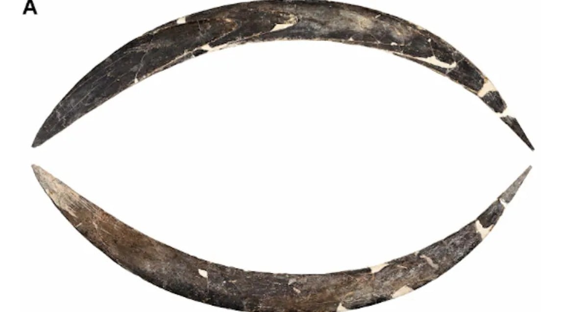 Ancient Boomerang Mystery Deepens: New Study Uncovers Even Older Origins Than Imagined