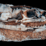Ancient Serpent with Legs: The 95-Million-Year-Old Skull That Rewrites Snake Evolution Forever