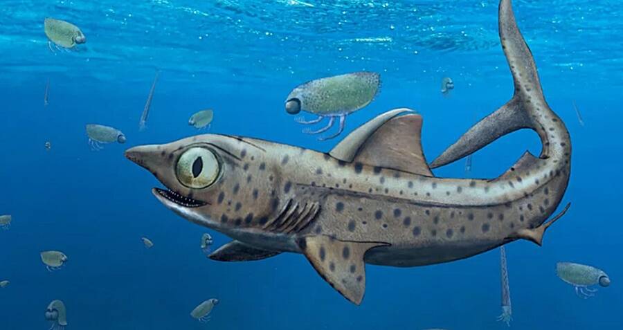 Ancient Shark Jaw Twist Reveals a Surprising Hunting Secret Lost for 370 Million Years