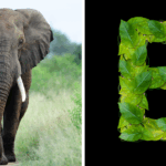 Discover 15 Mysterious Animals That Start With "E" and the Surprising Places They Call Home!
