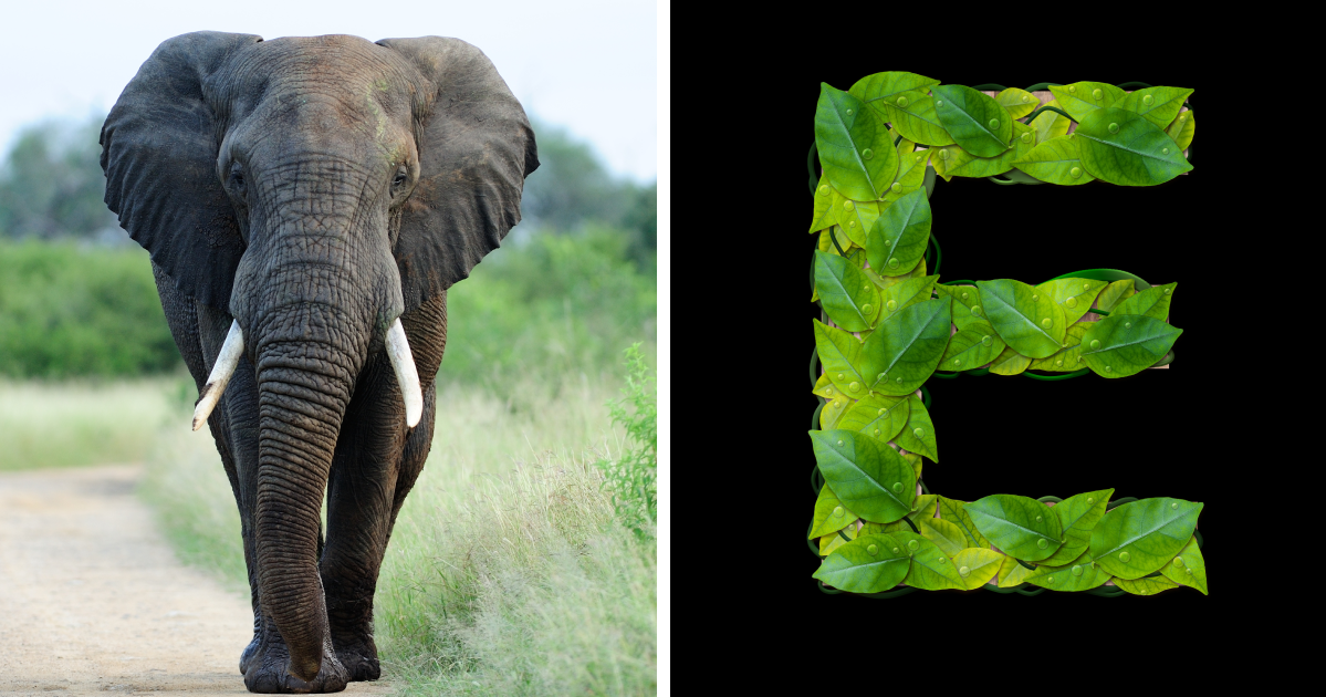 Discover 15 Mysterious Animals That Start With "E" and the Surprising Places They Call Home!
