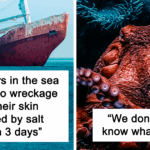 Dive Into Darkness: 24 Chilling Ocean Secrets That Will Haunt Your Dreams Forever