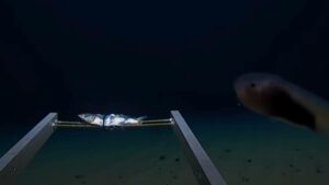 Explorer’s Shocking Revelation from Ocean’s Deepest Point Will Haunt You Forever