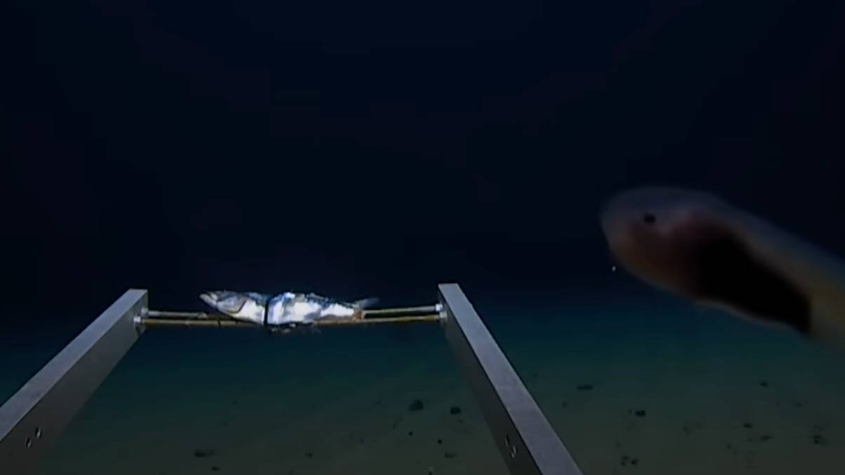 Explorer’s Shocking Revelation from Ocean’s Deepest Point Will Haunt You Forever