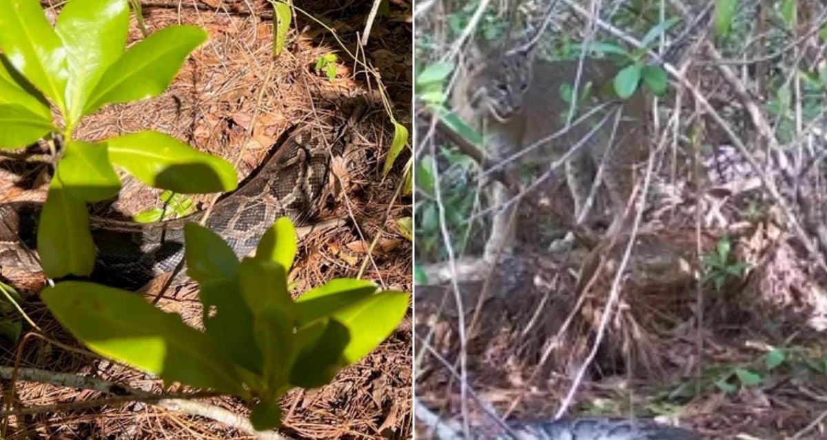 Florida Bobcat Turns Predator: Devours Giant 13-Foot Python in Unprecedented Hunt