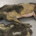 Frozen Secrets Revealed: What 14,000-Year-Old Wolf Puppies Discovered in Siberia Tell Us About the Ancient World
