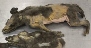 Frozen Secrets Revealed: What 14,000-Year-Old Wolf Puppies Discovered in Siberia Tell Us About the Ancient World