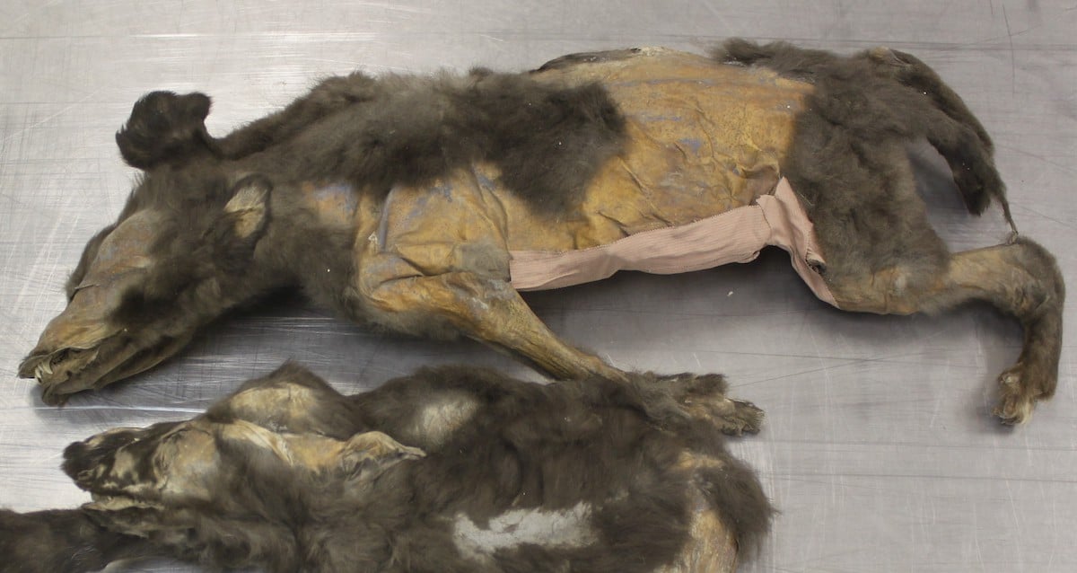Frozen Secrets Revealed: What 14,000-Year-Old Wolf Puppies Discovered in Siberia Tell Us About the Ancient World