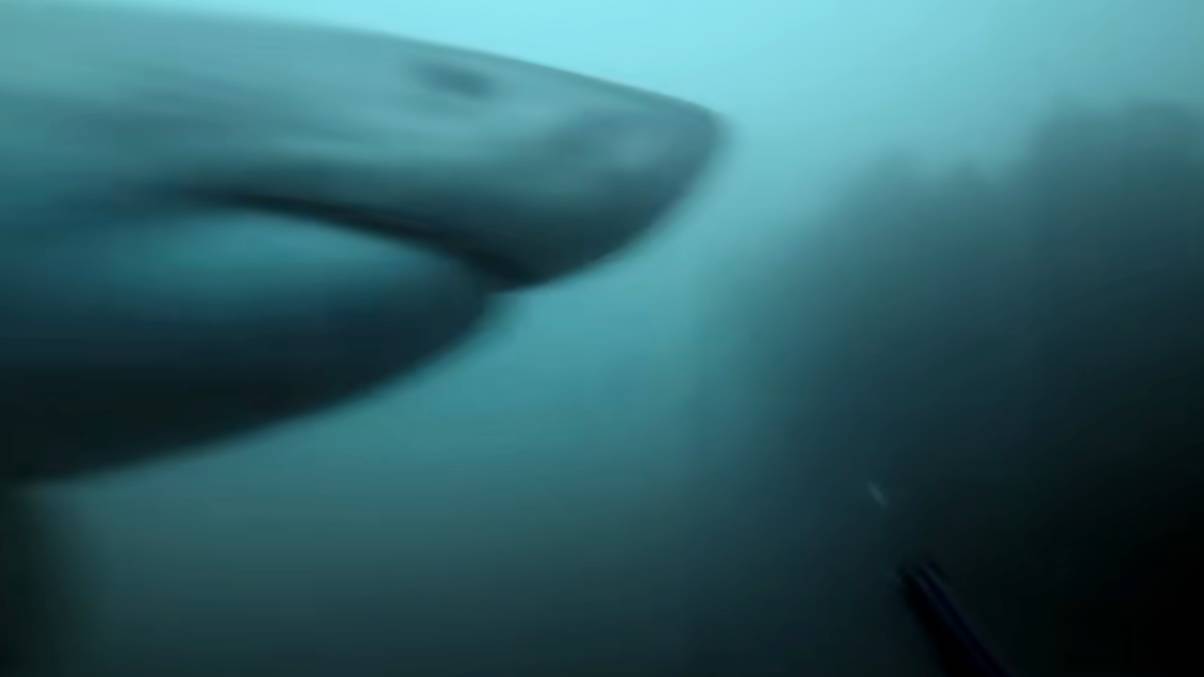 Heart-Stopping GoPro Video Captures Diver’s Close Call with Great White Shark Attack