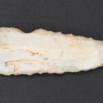 Mysterious 4,500-Year-Old Flint Blade Unearthed by Amateur Archaeologists in Northern Germany Sparks New Questions About Ancient Life