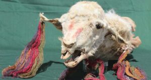 Secrets Frozen in Time: How 500-Year-Old Buried Llamas Reveal the Mysteries of the Incas