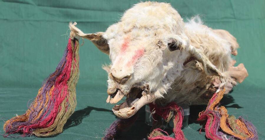Secrets Frozen in Time: How 500-Year-Old Buried Llamas Reveal the Mysteries of the Incas