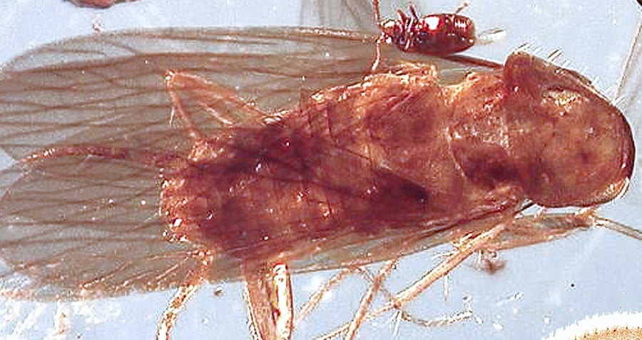 Secrets Frozen in Time: Two Mysterious Ancient Cockroach Species Unearthed in Myanmar Amber Cave