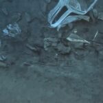 Shocking GoPro Footage from Ocean Depths Reveals Hidden Danger Diver Never Expected
