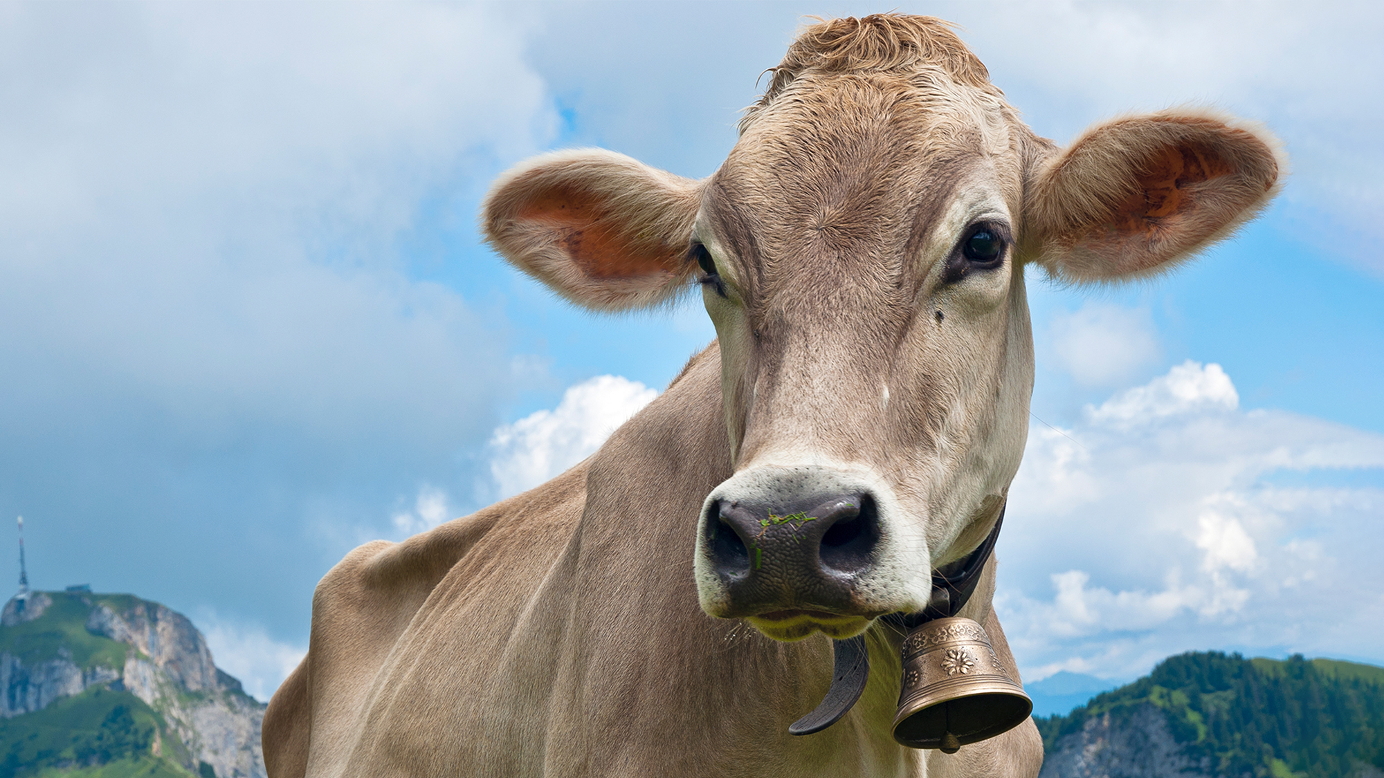 The Bell That Cost a Life: Mystery Surrounds Cow’s Sudden Slaughter