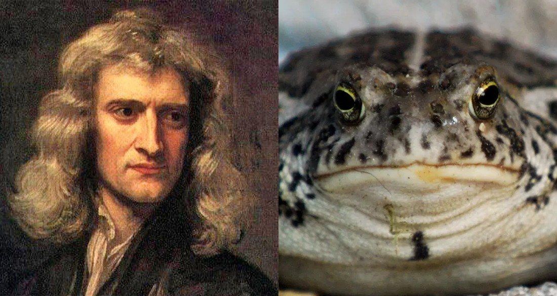 The Bizarre Cure Isaac Newton Swore Could Defeat the Bubonic Plague—Made From Toad Vomit