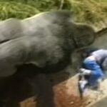 The British boy who survived a gorilla attack and lived to reveal the untold truth 40 years later
