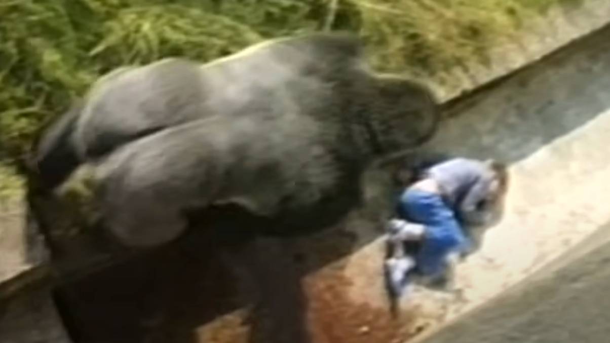 The British boy who survived a gorilla attack and lived to reveal the untold truth 40 years later