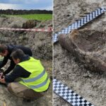 Unearthed in Poland: Ancient Mammoth Bones Disrupt Massive Highway Project—What Secrets Do They Hold?