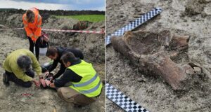Unearthed in Poland: Ancient Mammoth Bones Disrupt Massive Highway Project—What Secrets Do They Hold?