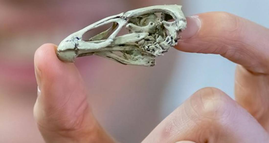 Unearthing the ‘Wonderchicken’: How a 67-Million-Year-Old Fossil Rewrites the Origins of Modern Birds