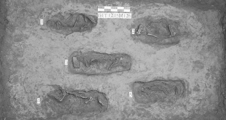 Ancient Chinese Tombs Reveal Shocking Secrets: Puppies Sacrificed to Replace Humans in Rituals
