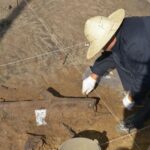 Ancient Mystery Unearthed: 300,000-Year-Old Wooden Tools Found Intact Beneath Chinese Clay