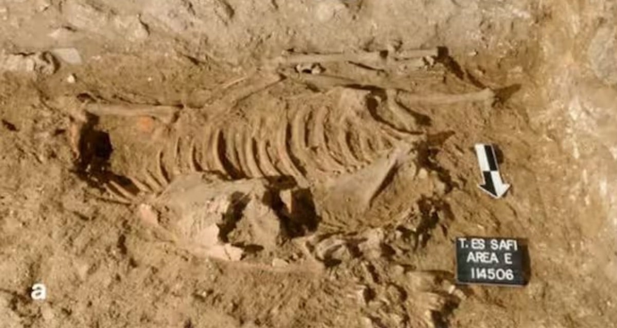 Ancient Ritual Uncovered: Four Donkeys Buried 4,500 Years Ago Beneath Canaanite Ruins Spark Chilling Mysteries
