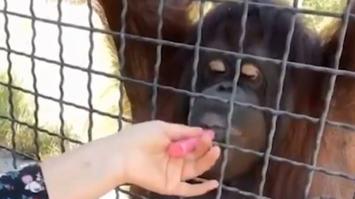 Boxer Sparks Outrage with Shocking Vape Stunt Involving Orangutan—What Happened Next Will Astonish You