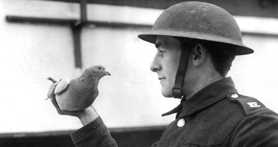 Century-Old World War I Carrier Pigeon Message Unearthed in French Field Reveals Shocking Secret
