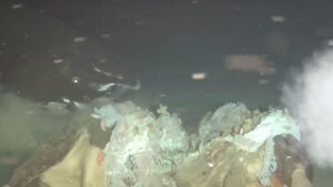 Deep-Sea Mystery: What Showed Up When Scientists Sank a Cow Carcass Will Shock You