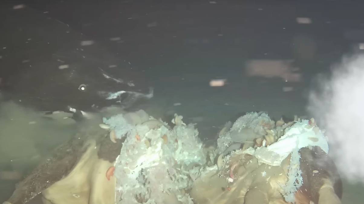 Deep-Sea Mystery: What Showed Up When Scientists Sank a Cow Carcass Will Shock You