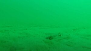 Divers Shocked as Woman’s Dropped GoPro Reveals Unbelievable Ocean Secret