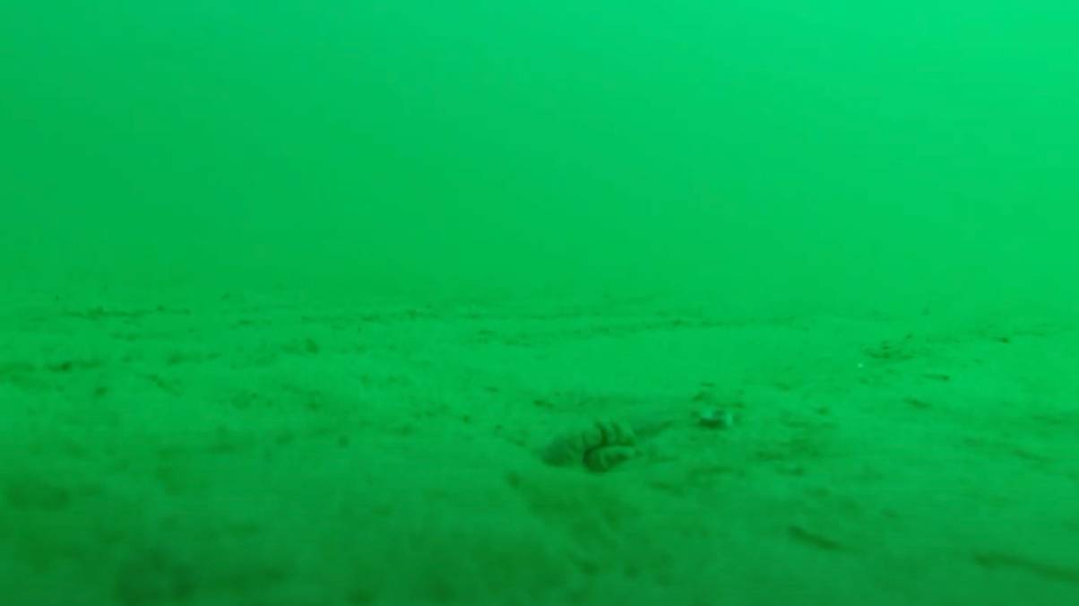Divers Shocked as Woman’s Dropped GoPro Reveals Unbelievable Ocean Secret