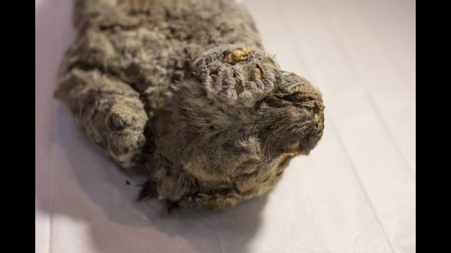 Frozen in Time: 50,000-Year-Old Extinct Lion Discovered in Siberian Permafrost with Mysterious Pose