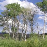 How Gray Wolves Unleashed a Stunning Aspen Revival in Yellowstone After 80 Years of Decline