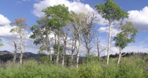 How Gray Wolves Unleashed a Stunning Aspen Revival in Yellowstone After 80 Years of Decline