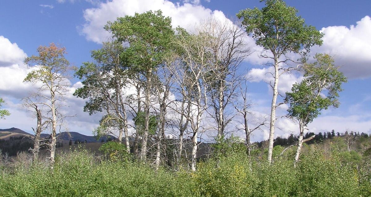 How Gray Wolves Unleashed a Stunning Aspen Revival in Yellowstone After 80 Years of Decline