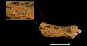 Inside a Spanish Cave, Archaeologists Uncover Shocking Clues That Rewrite Human History with the Earliest Known Acts of Cannibalism