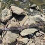 Mystery Unveiled: Fisherman Discovers Astonishing Medieval Sword Hidden Beneath Poland’s Vistula River