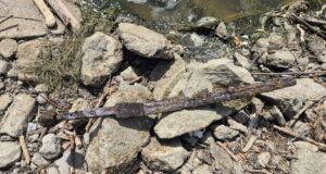 Mystery Unveiled: Fisherman Discovers Astonishing Medieval Sword Hidden Beneath Poland’s Vistula River