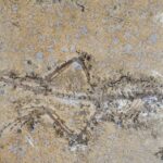 PhD Student’s Stunning Fossil Puzzle Unlocks Mystery of a Lost Prehistoric Reptile Species