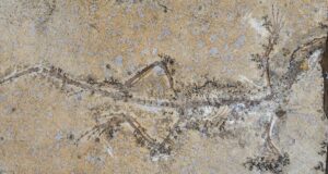 PhD Student’s Stunning Fossil Puzzle Unlocks Mystery of a Lost Prehistoric Reptile Species